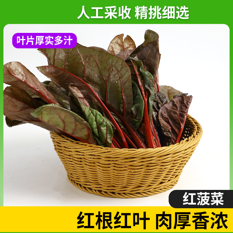 Четырехсезонный красный шпинат, жаростойкие летние красные листья, красная свекла, фиолеторозовая корнеплод, шпинат