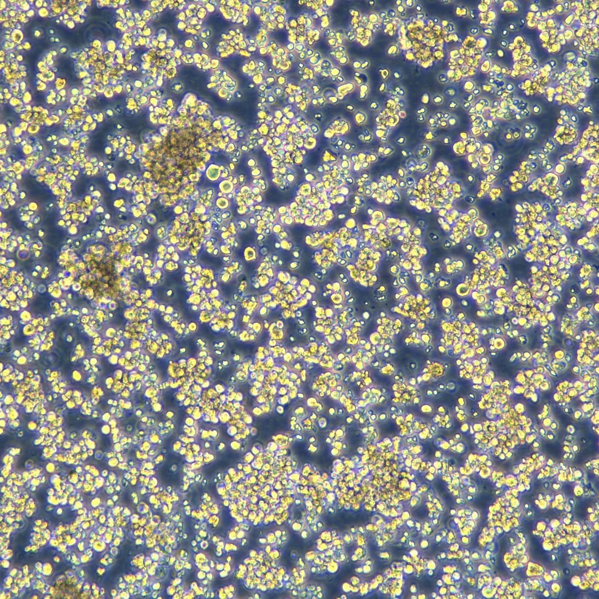 Meisen Ctcc Multiple Myeloma Cells Rpmi-8226
