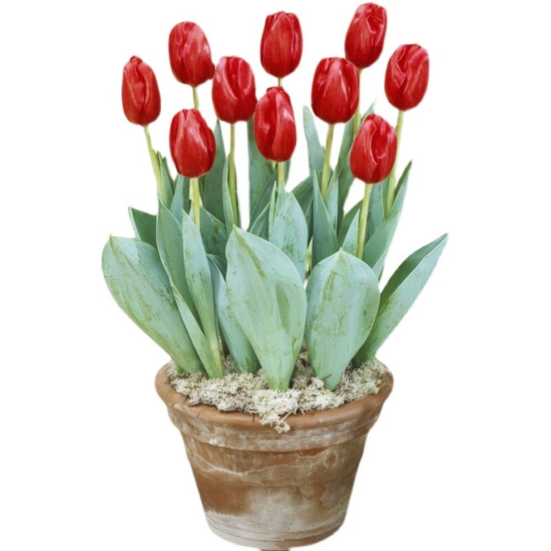 Tulip Bulbs 5 Degrees of Hardness for Soil Cultivation, Hydroponic Cultivation, Indoor Potted Plants, Balcony, Courtyard, Ground Planting, Cold-Resistant Flowers, Multi-Colored Flower Bulbs