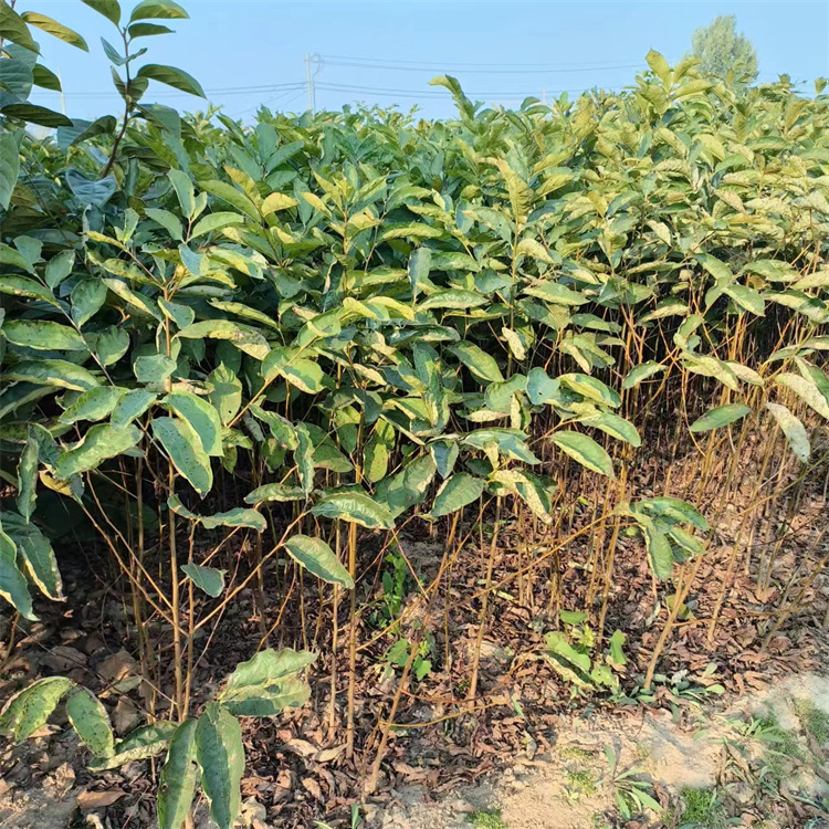 Base Sells Soft Jujube Seedlings, Black Jujube Seedlings, Grafted Persimmon Rootstock, Persimmon Seedlings