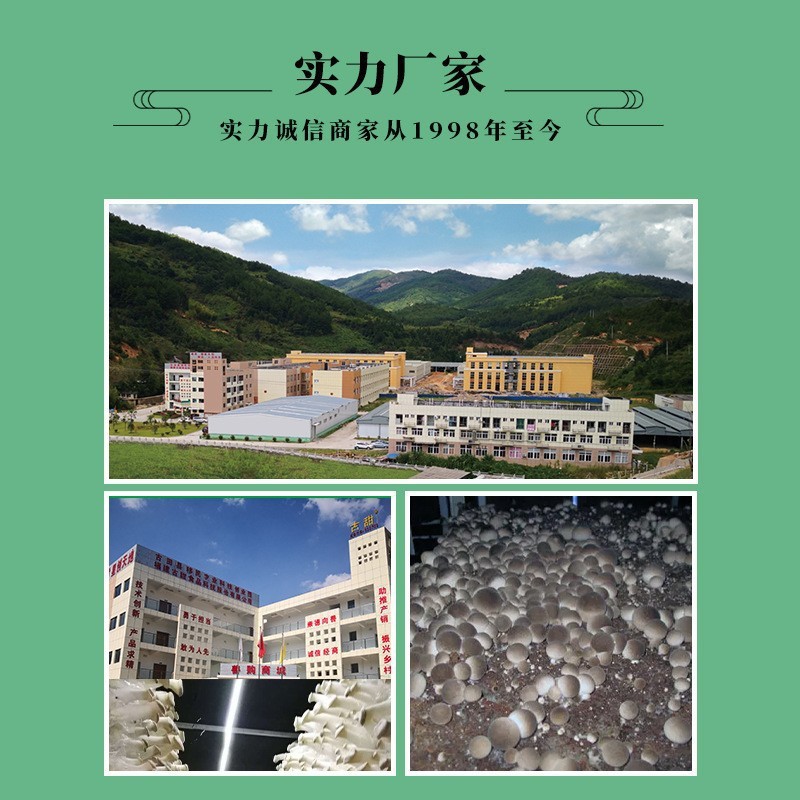 Gutian Dried Straw Mushroom Halves, Straw Mushroom Slices, Exported Straw Mushrooms, Clear Water Straw Mushroom Slices, Canned Straw Mushrooms