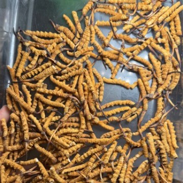 Xizang Naqu Кордицепс Нацю Кордицепс Синенсис Сухие Продукты Тело Насекомого Полностью Сухое Большое Ломанное Травяное Кордицепс Синенсис Рекрутинговый Агент