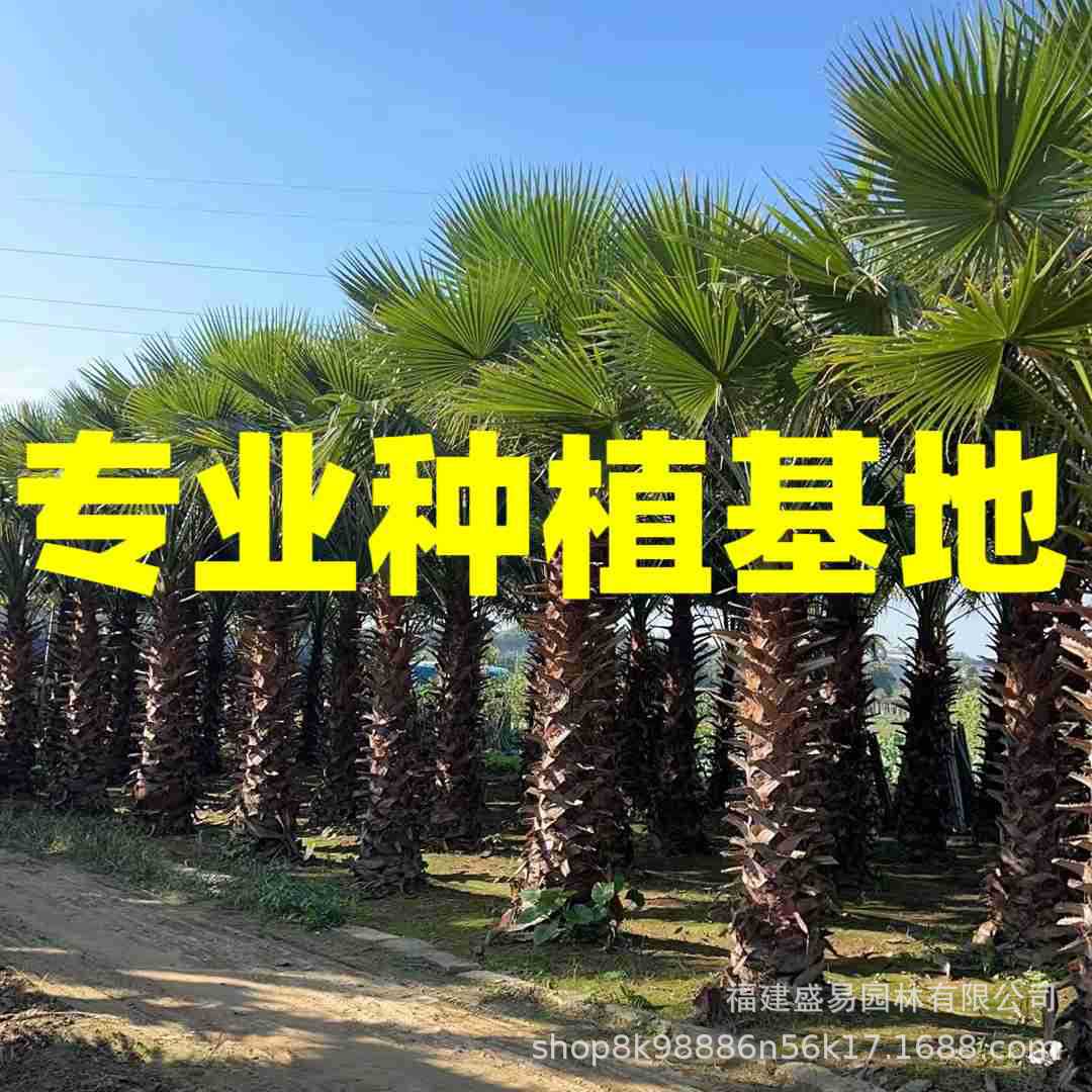 Фуцзянская Хуачжоу, оптовая продажа, старая пальма, цена, озеленение, пальма Вашингтон, Хубэй, старая пальма