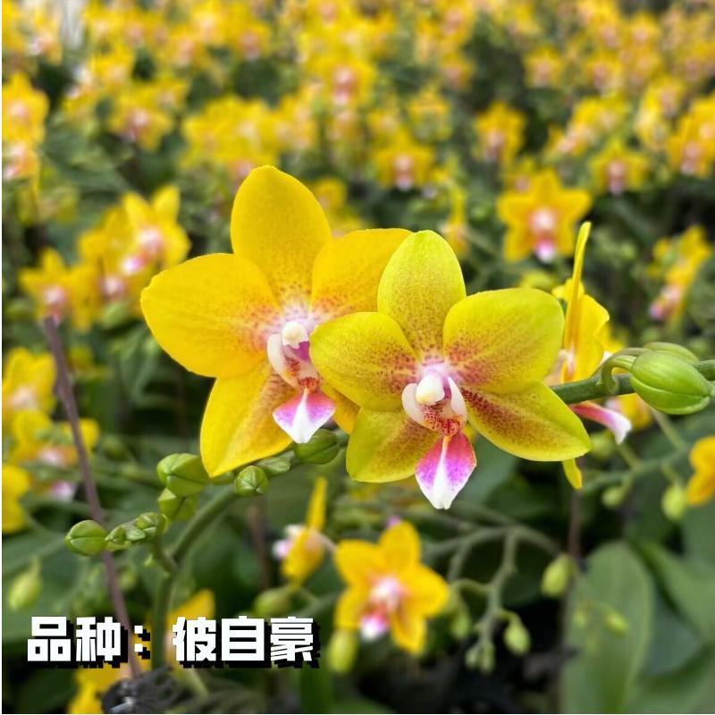 Popular Phalaenopsis Seedlings with Long Flowering Period, Interesting Native Seedlings, Large Seedlings, Living Room Indoor Plants and Florals Are Easy to Maintain