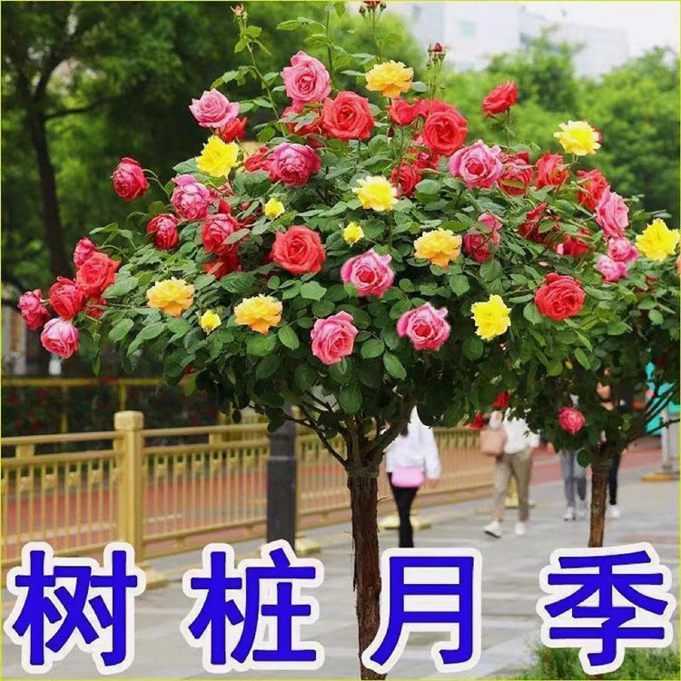 Tree-Shaped Rose Seedlings, Tree Stumps, Tall Rose Flowers, Four-Season Blooming Potted Plants, Indoor Easy-To-Grow Florals and Green Plants