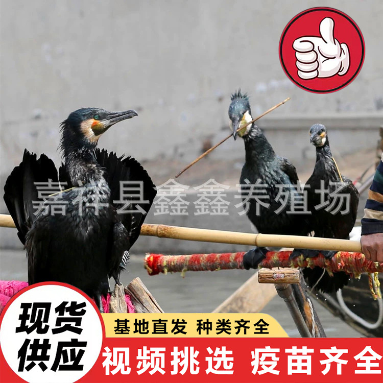 How Much Does an Osprey That Can Catch Fish Cost? Supply Ospreys for Wetland Park Scenic Area Performances