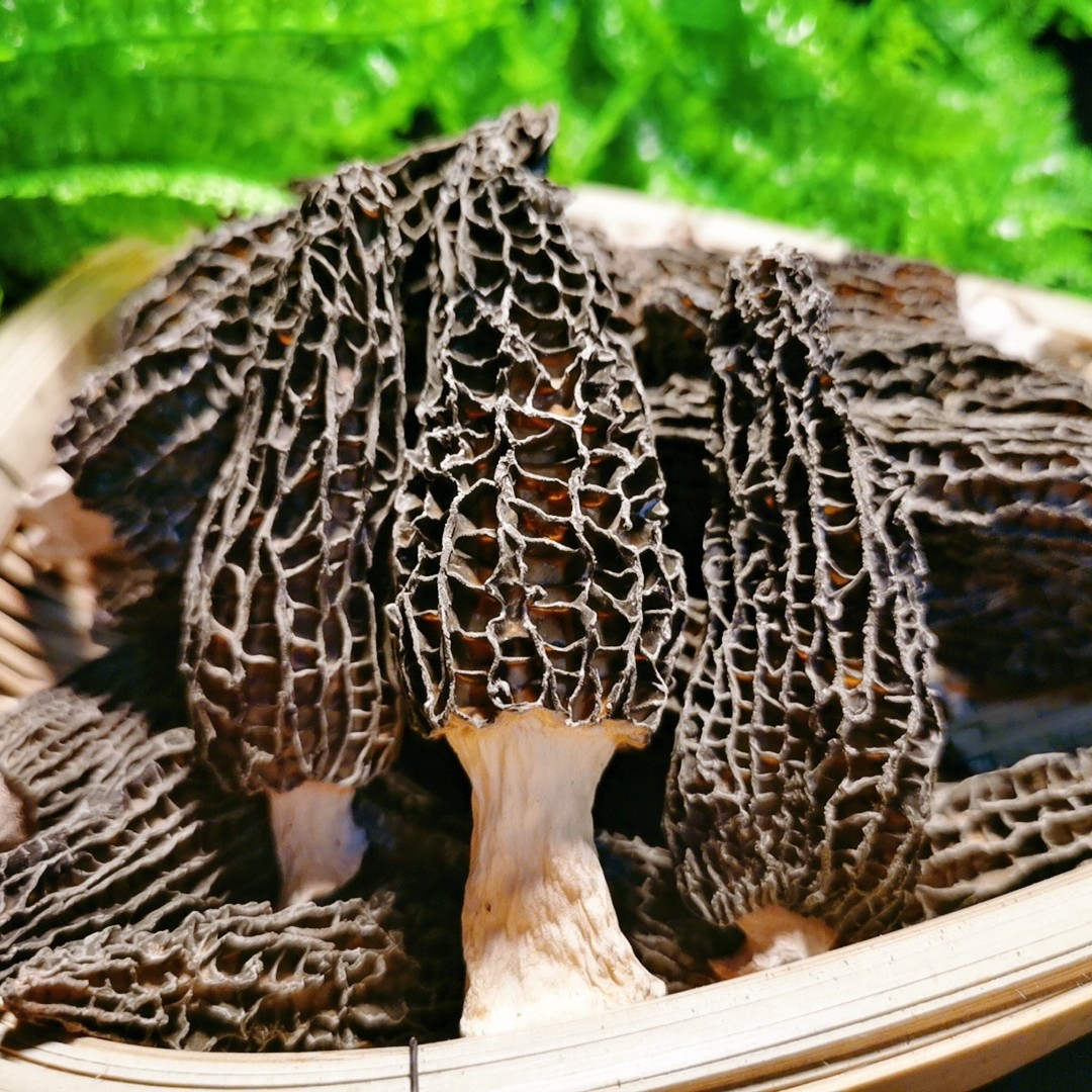 Yunnan Specialty Morel Dry Goods New Arrival Large Meat Special Gift Box Packaging Soup Ingredients Nutritious Delicious Colorful