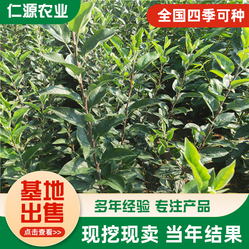 Late-Maturing Yinfu Apple Saplings for Sale, 99% Survival Rate of Peach Apple Saplings, Dwarf Apple Saplings