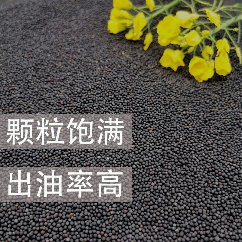 Rapeseed Oil for Rapeseed Bird Food, Rapeseed Seeds for Self-Extraction of Rapeseed Oil, Direct Sales and Wholesale from the Place of Origin