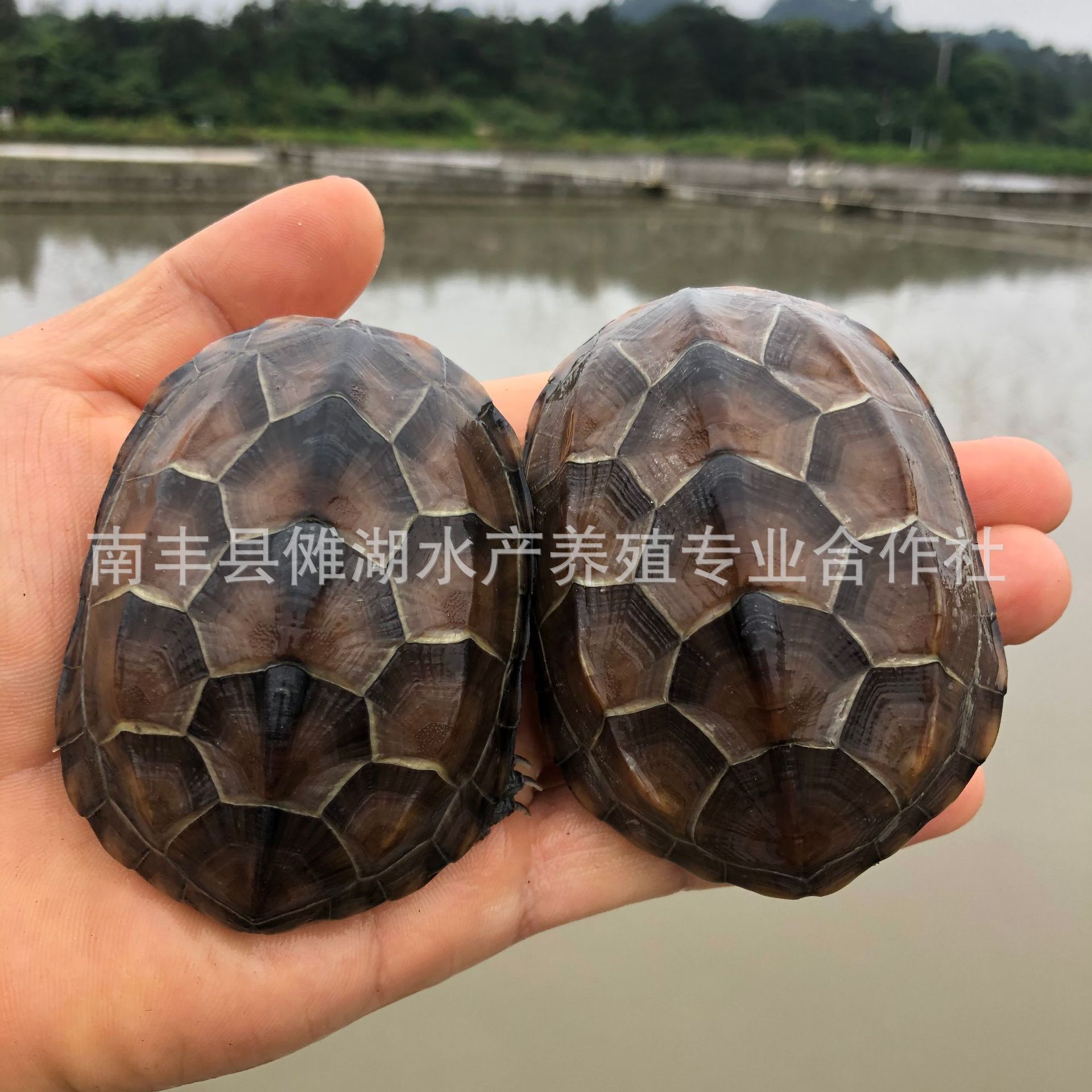 Turtle Wholesale Chinese Tortoise, Gold Thread Tortoise, Live Vitality, Large and Small Turtle Seedlings, Live Pet Turtles, Longevity Turtles, Ink Turtles