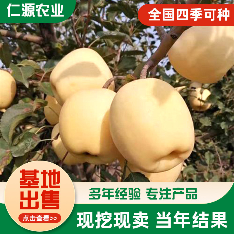 Late-Maturing Yinfu Apple Saplings for Sale, 99% Survival Rate of Peach Apple Saplings, Dwarf Apple Saplings