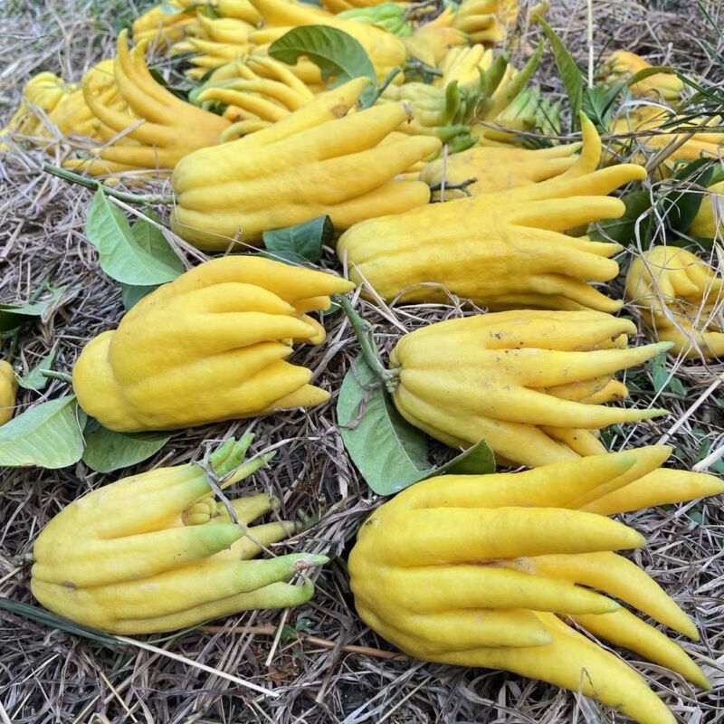 Yunnan Alpine Bergamot Bergamot Fruit Tribute Smell Extra Large Fruit Non-Jinhua Bergamot Smell Fragrance Branch Hydroponic Clear Supply