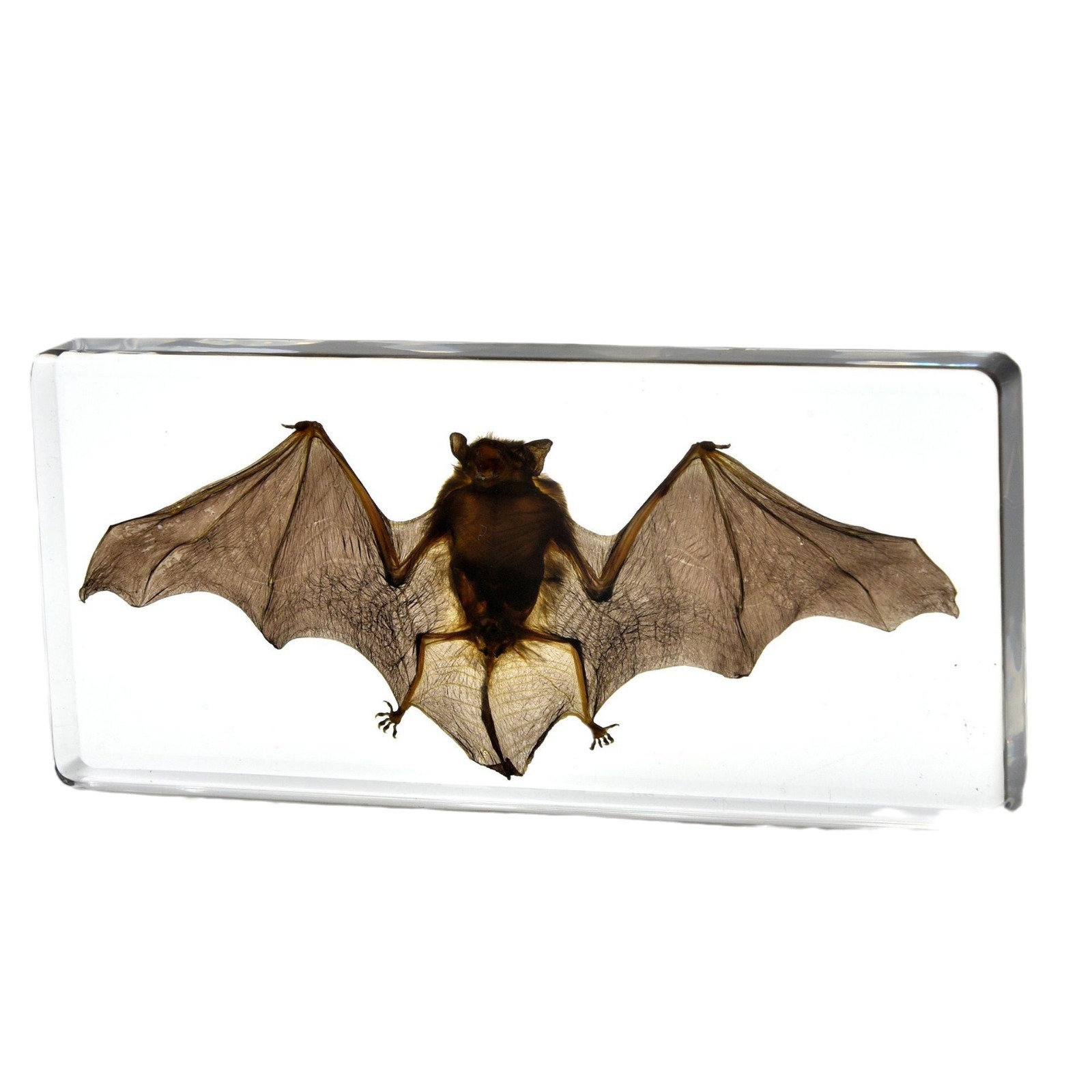 Bat Specimen Teaching Ornaments Hot Cross-border Foreign Trade Book Town Novelty Gifts Resin Crafts Student Teaching Aware