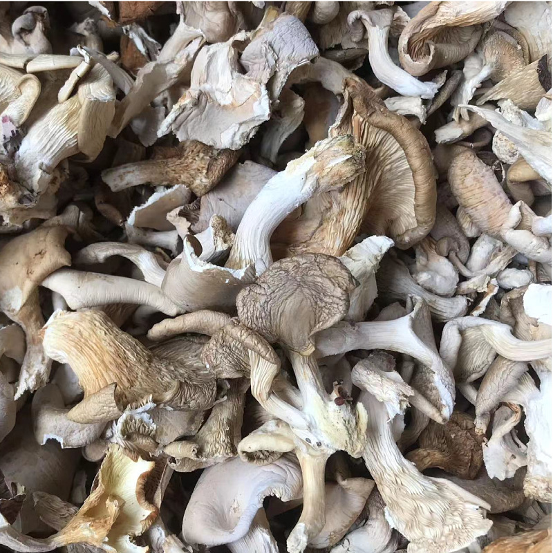 Direct supply of origin for new products dried Pleurotus ostreatus bulk wholesale abalone mushroom real mushroom Pleurotus ostreatus Mushroom mushroom package soup package