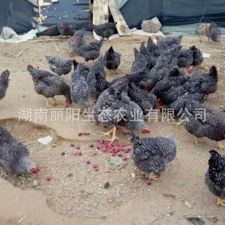 The Hatchery Factory Wholesales Live Large Black Reed Chicken Chicks and White Reed Chicken Chicks, Golden Reed Egg Chicken Chicks