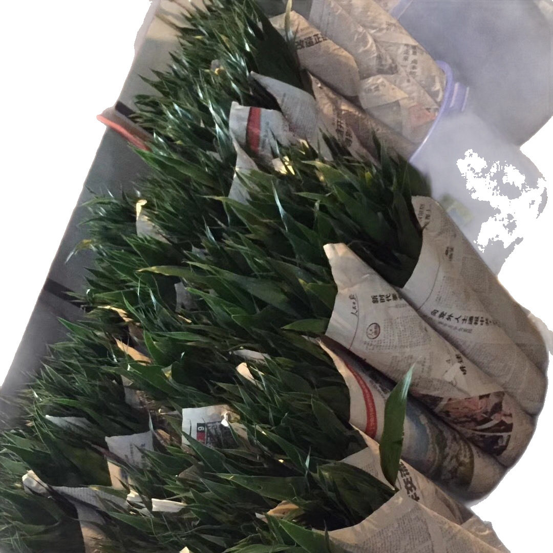 Rich Bamboo Direct from the Farm, Available in Large, Medium, and Small Sizes, Small Bamboo 70cm cm Tall