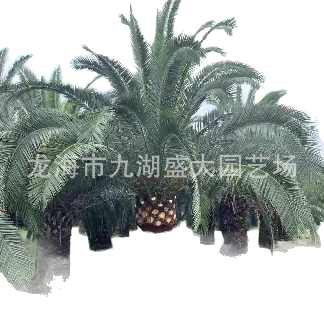 Fujian Canary Sea Date Wholesale Zhejiang Canary Sea Date Tree Price Canary Sea Date Tree Canary Sea Date Head Base