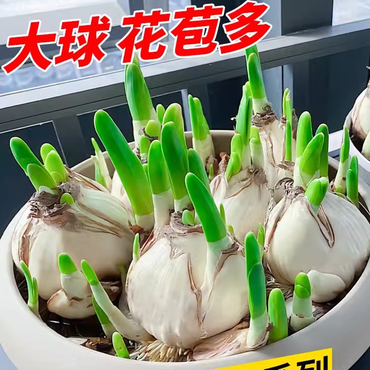 Луковицы нарциссов для гидропоники, цветы, растущие в воде, нарциссы, гиацинты, тюльпаны