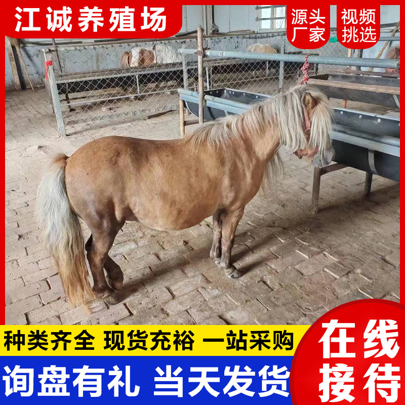 Scenic Spot Ornamental Pet Pony, Small, Docile and Cute, Scenic Spot Riding Horse, Live Pony Farm