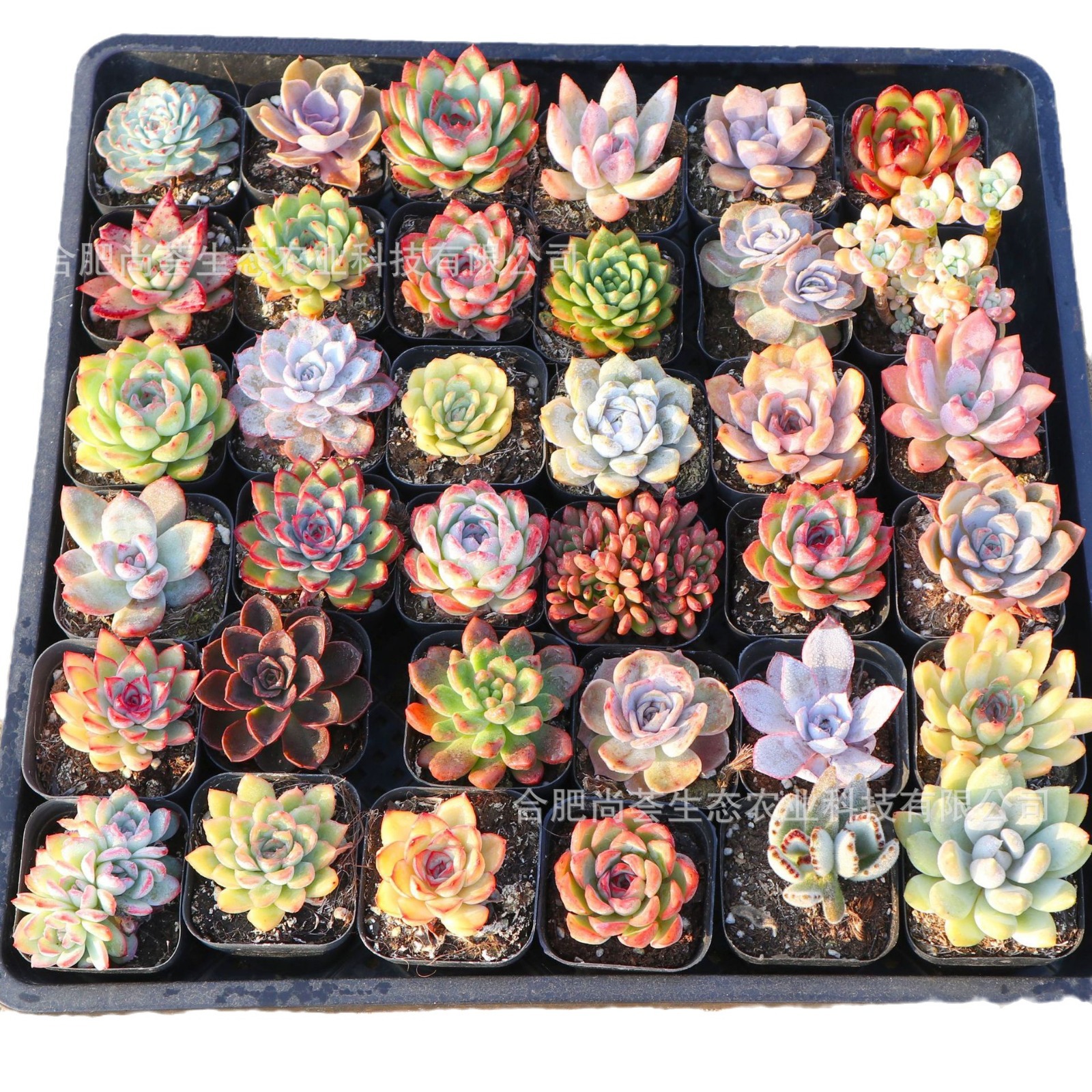 Succulent Wholesale Succulent Plants with Pots Succulent Potted Plants with Pots Wholesale Balcony Succulent Plant Package Assembled Large
