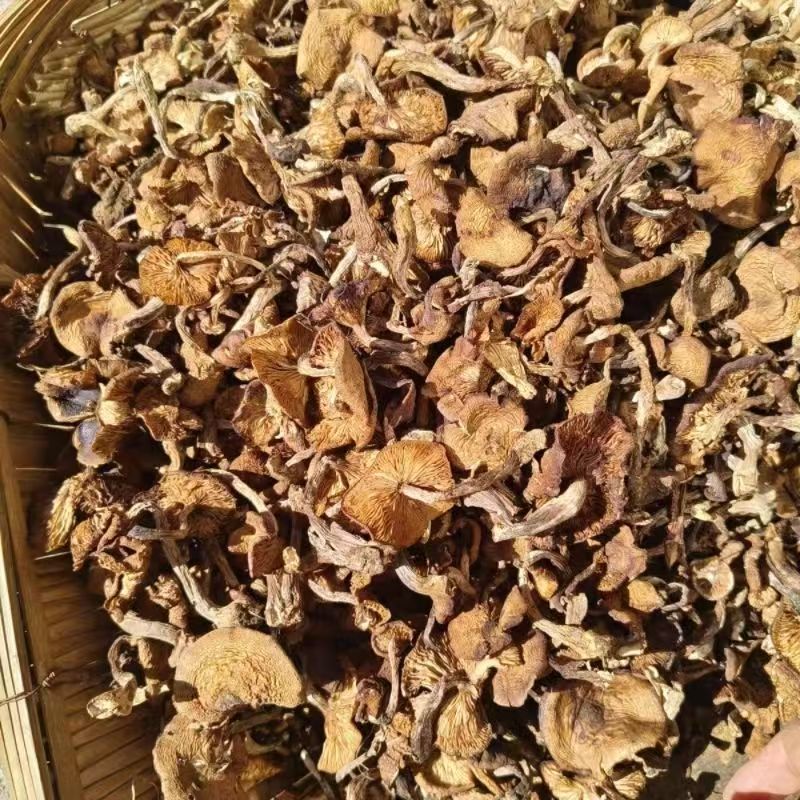 [Authentic] Northeast Wild Hazelnut Mushrooms Wholesale Chicken Stewed Mushrooms Changbai Mountain Specialty Dry Goods 500 New Hazelnut Mushrooms