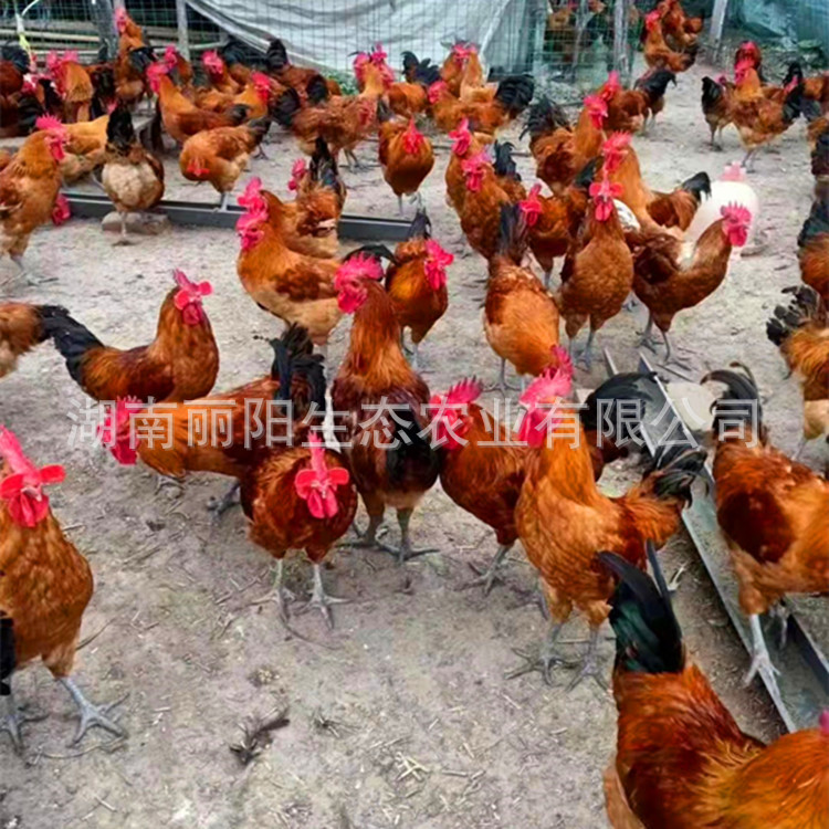 The Manufacturer Directly Sells Chicken Chicks with Green Feet and Red Feathers. Live Running Pheasants Are Easy to Live and Easy to Raise. Free Breeding Technology Is Provided