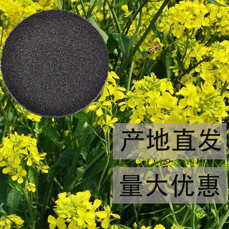 Rapeseed Oil for Rapeseed Bird Food, Rapeseed Seeds for Self-Extraction of Rapeseed Oil, Direct Sales and Wholesale from the Place of Origin