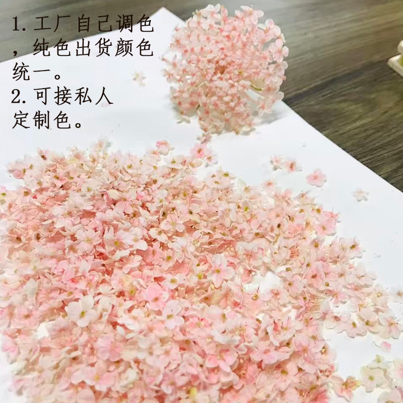 Wholesale Japanese-Style Nail Art Dried Flowers, Real Flowers, Ins-Style Mini Dried Flowers, Embossed Flowers, Direct from Factory