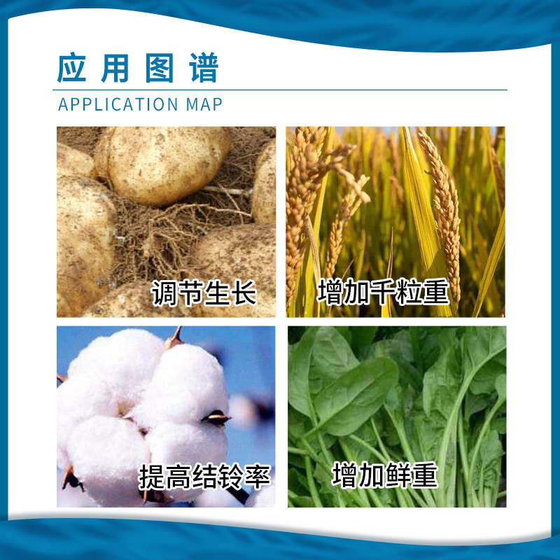 Shanghai Yuelian 75% gibberellic acid 920 gibberellin improves boll knot and increases fresh weight growth regulator