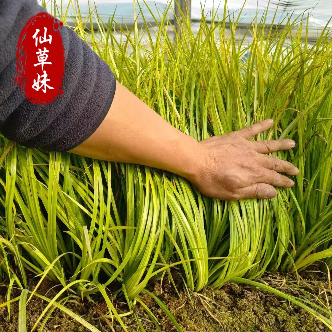 Golden Leaf Calamus Potted Seedlings Green Plant Potted Yellow Calamus Seedlings Plant Wholesale Landscape Ground Cover Flower Mirror Wetland Water Culture