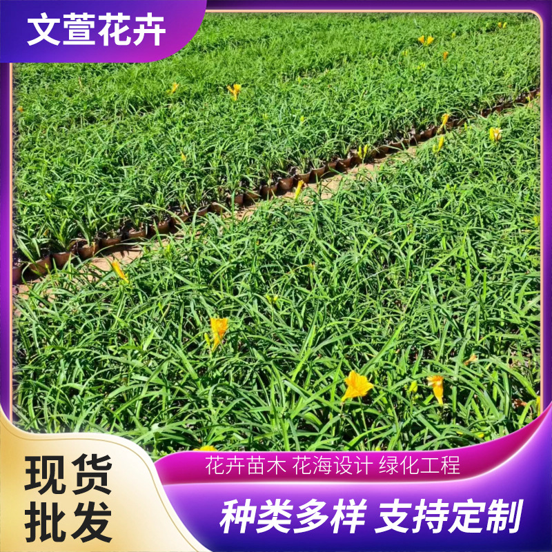 Саженцы золотого лилейника, устойчивые к холоду и засухе, для защиты склонов и стабилизации почвы, вечнозеленые круглый год, продолжительный период цветения, золотой лилейник