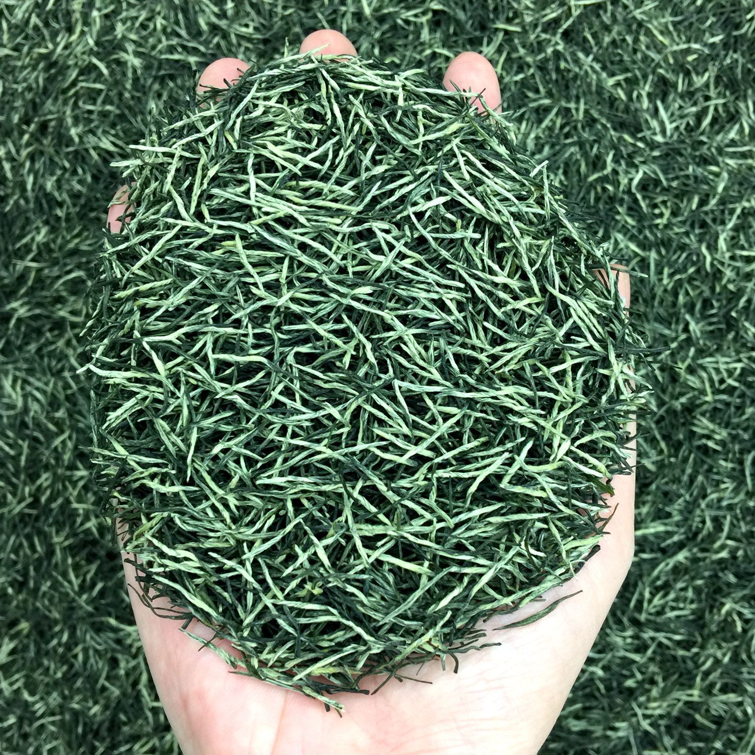 2025 New Tea Gift Yunwu Fried Green Bulk Green Tea Loose Wholesale Xinyang Craft Yuxinjian Maojian Tea