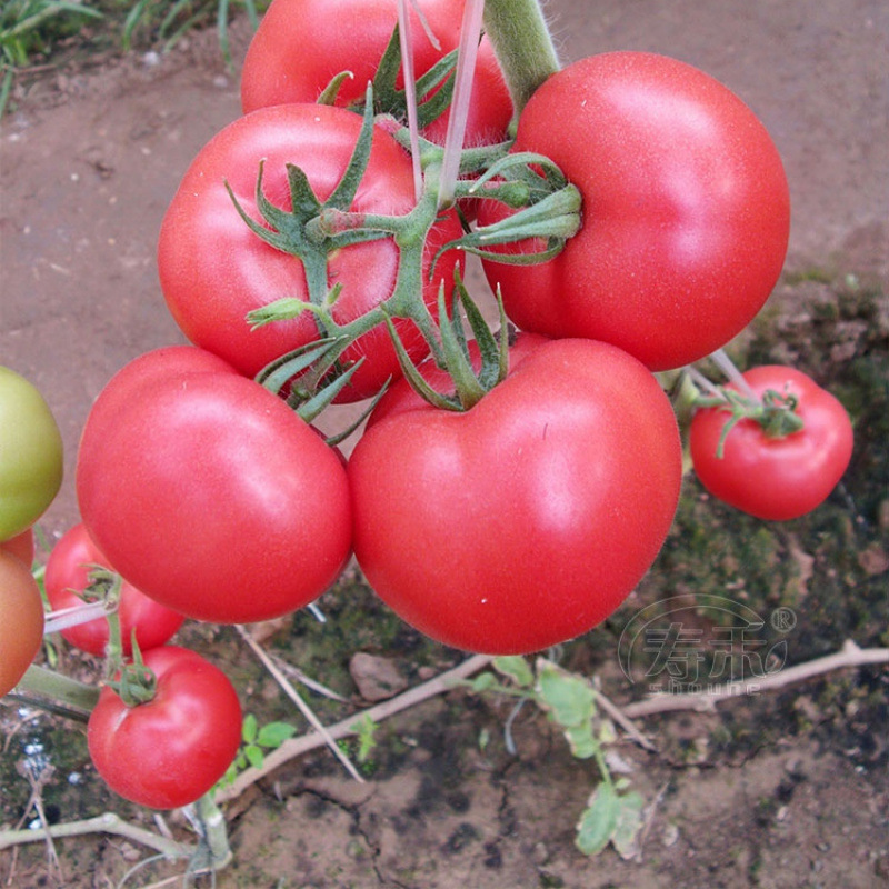 Tomato Seeds, Four-Season Potted Vegetable Seeds, Indoor Farm Provence Tomato Seeds, Rapeseed Seeds