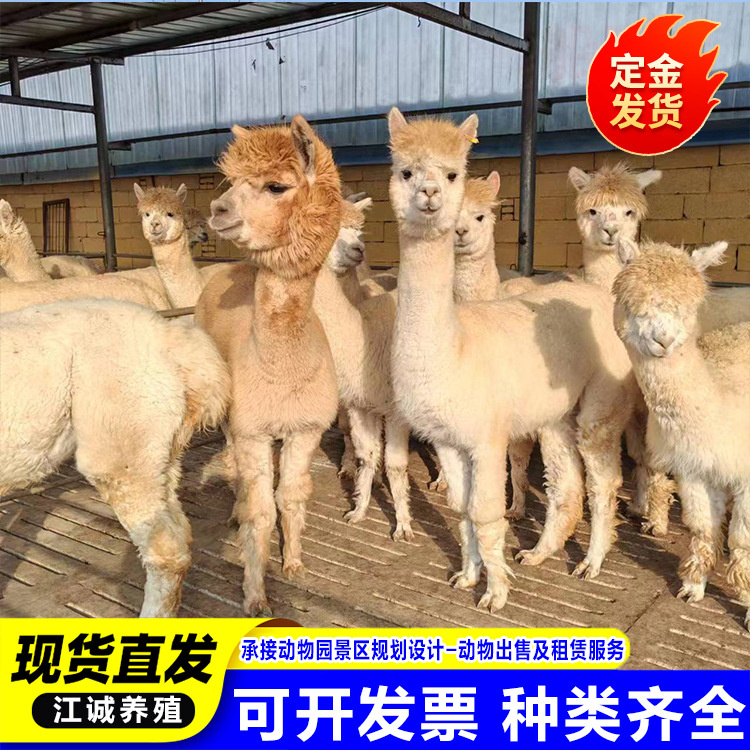 Садовый Пейзаж Кормление Живых Альпак. Сколько Стоит Альпака Малыш? Домашний Питомец Милый Альпак