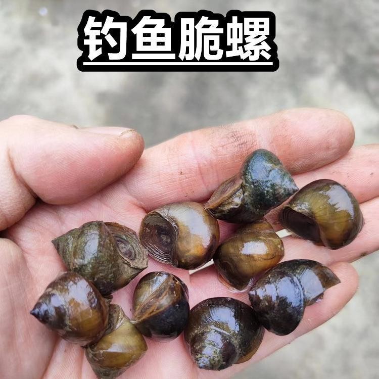 Sf Express Free Shipping Crispy Snail Bait for Black Carp, Live Snails, Black Carp Bait, Black Carp Bait, Black Carp Bait, Stone Snails