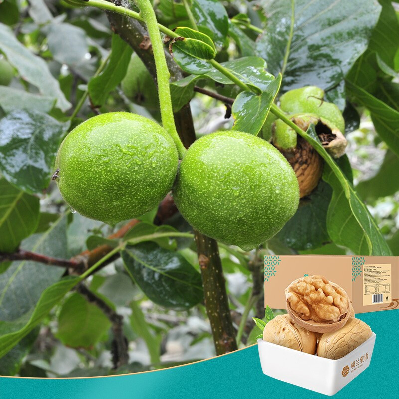 Loulan honey thin-skin walnut 2500g Xinjiang specialty dried fruit thin-shell walnut new product original flavor of nuts
