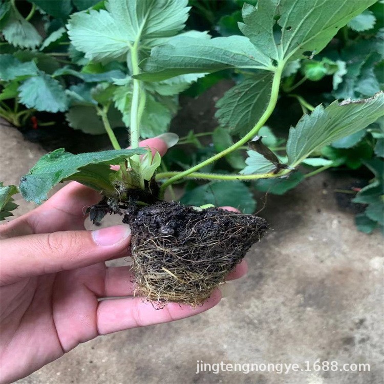 Wholesale Strawberry Seedlings, Miaoxiang No. 7, Strawberry Seedlings of Various Varieties, Plug Tray Strawberry Seedlings