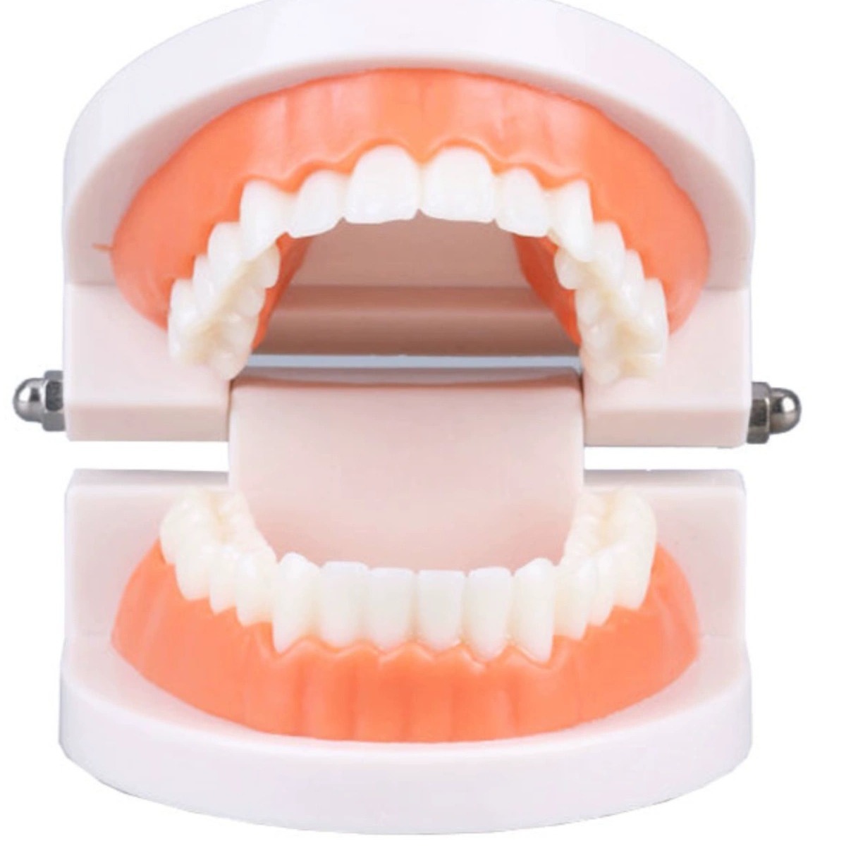 Tooth Model, Oral Model, Kindergarten Dental Teaching Model, Small Dental Model, Wholesale Oral Material Teaching Model