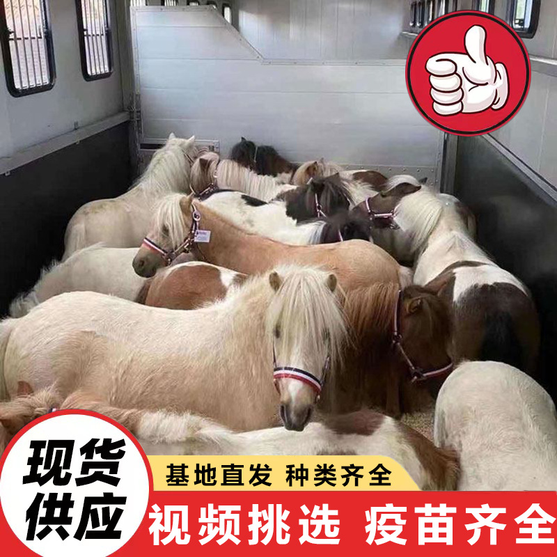 Shandong Farms Sell Live Dwarf Horses for Children to Ride On, Purebred German Dwarf Horses Price