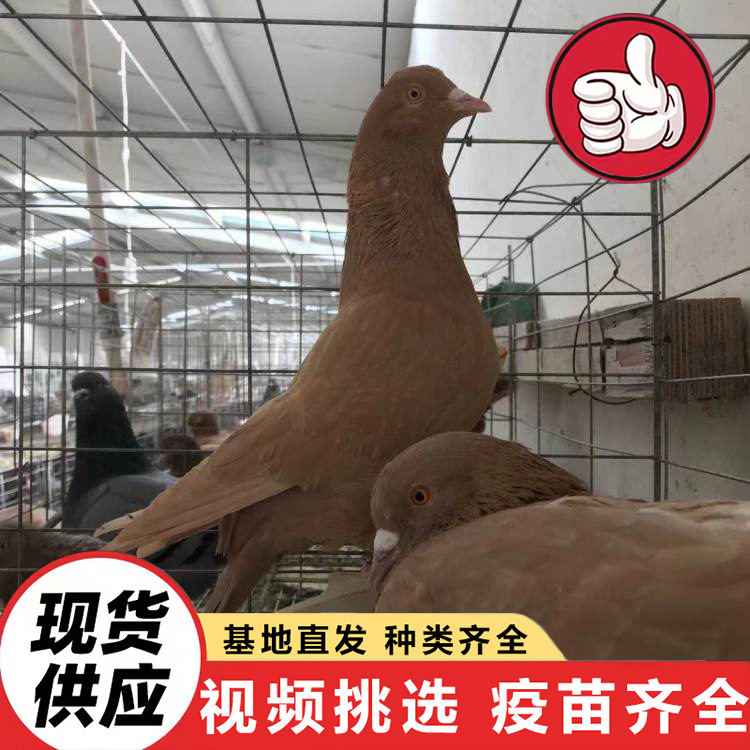 Live Pigeon Prices, Farm-Raised Free-Range Pigeons for Sale, White-Feathered King Square Pigeons in Pairs