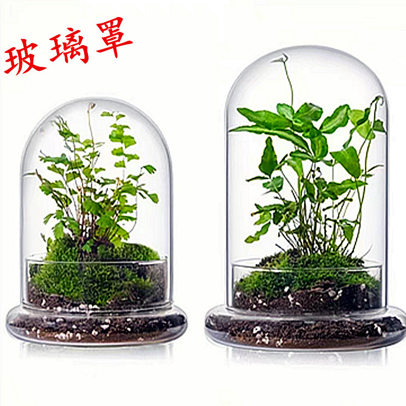 Микроландшафтная бутылка с стеклянной крышкой, стеклянный колпак для бессмертных цветов, экологическая бутылка с мхом и суккулентами