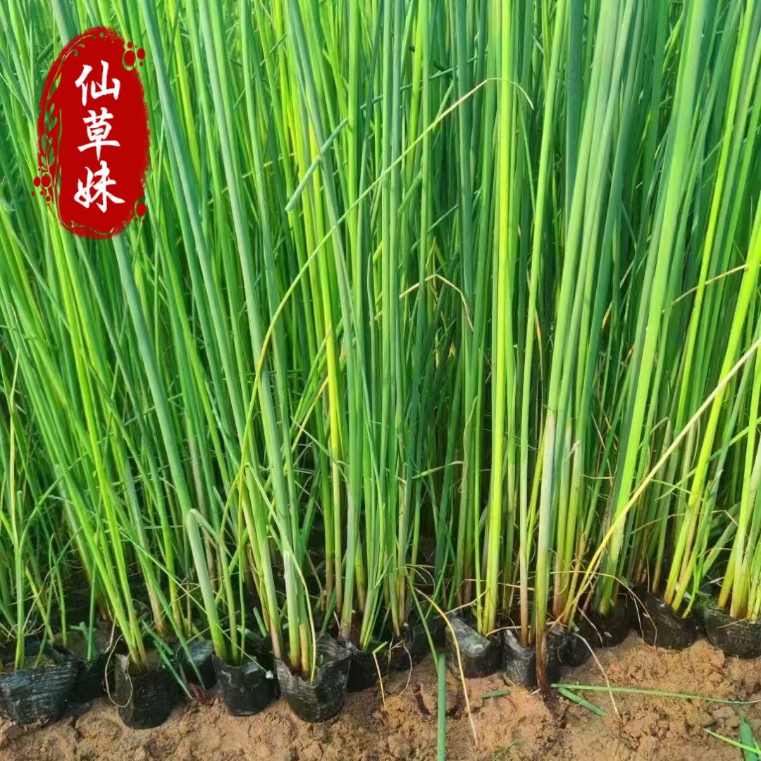 Саженцы дикого водяного гиацинта, водно-болотный гидропонный травник, травяной мат, трава драконьей бороды, саженцы трав