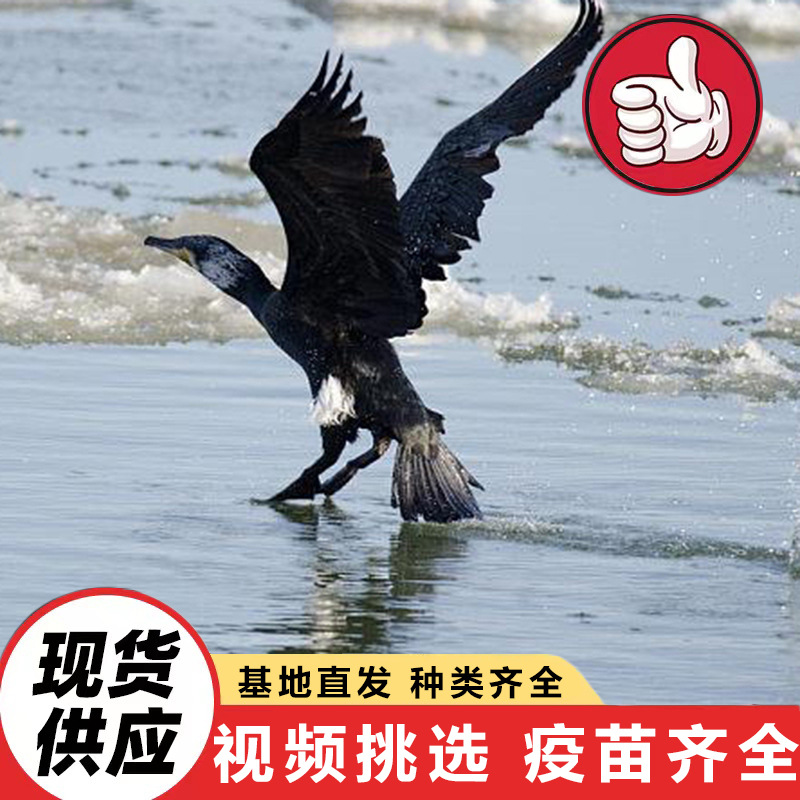 Сколько стоит орлан, который может ловить рыбу? Поставка орланов для выступлений в живописных зонах парка