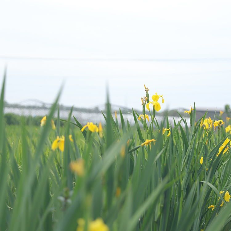 Yellow Flower Iris, Yellow Calamus, Aquatic Florals, Aquatic Plants, Fish Ponds, Pond Greening Plants, Yellow Calamus Seedlings