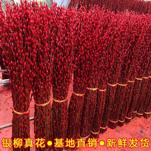 Silver Willow Real Flower Fresh Branch Dried Flower Ornament Indoor Hydroponic Green Plant New Year Red Fortune Bucket Fortune-Attracting New Year's Eve Flower Potted Plant