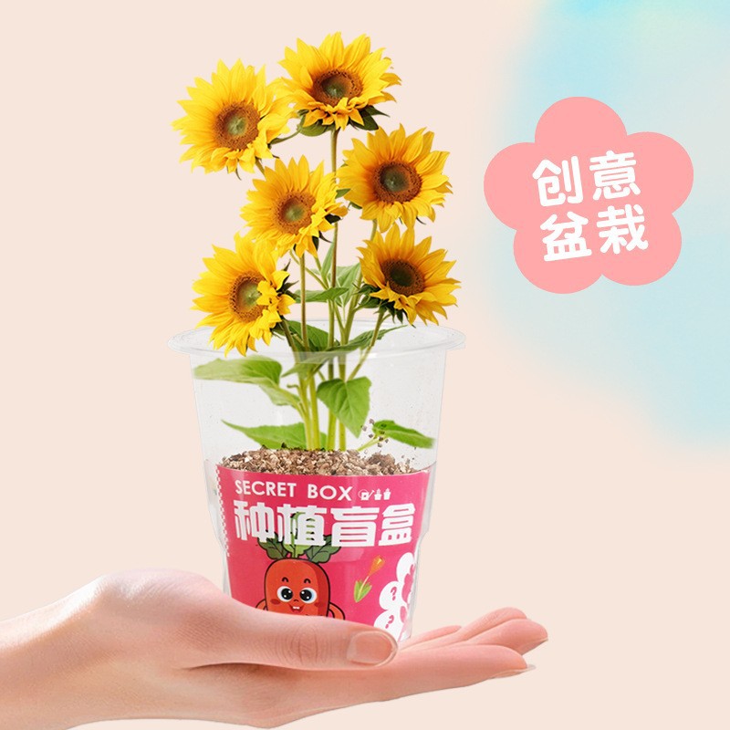 Kindergarten Planting Potted Blind Box Children Plant Flower Seed Small Gift Creative Desktop Ornaments Small Potted Plant