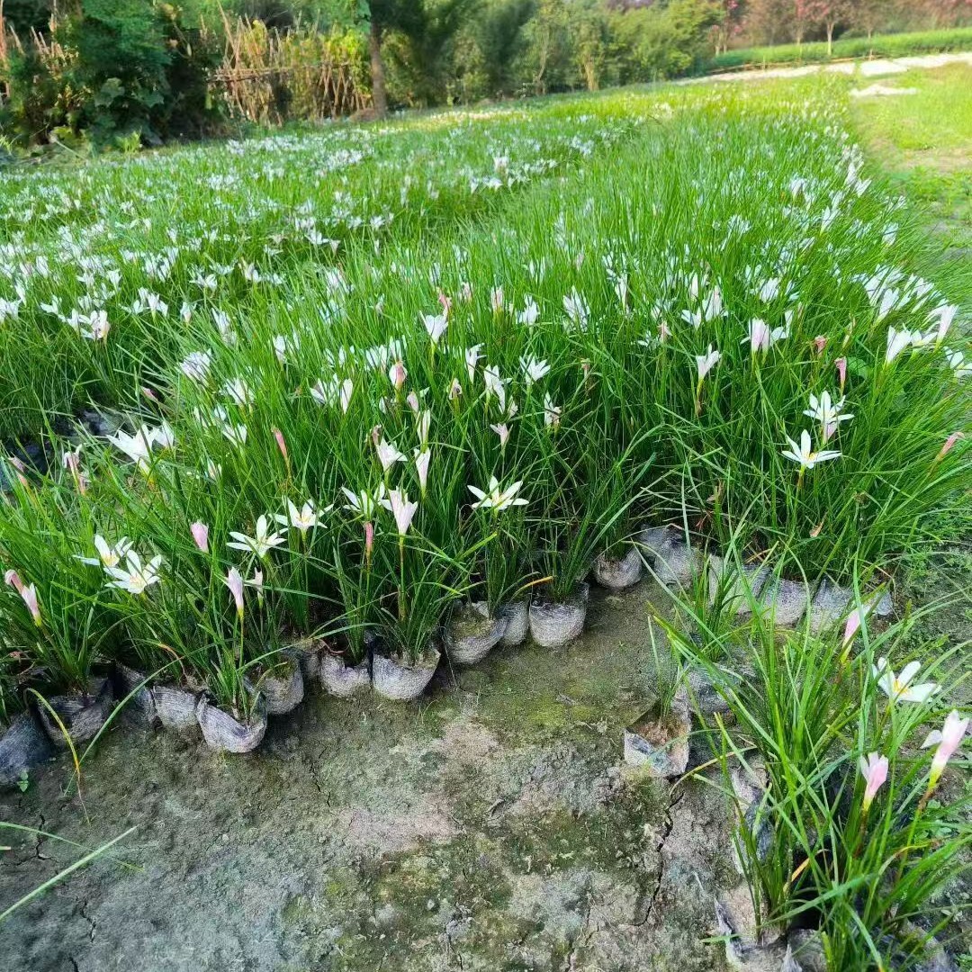 Onion Orchids, Wind Orchids, Red Flowers, White Flowers, Various Types of Onion Orchids, Red, Complete Range of Specifications, Ornamental Flowers for Landscaping