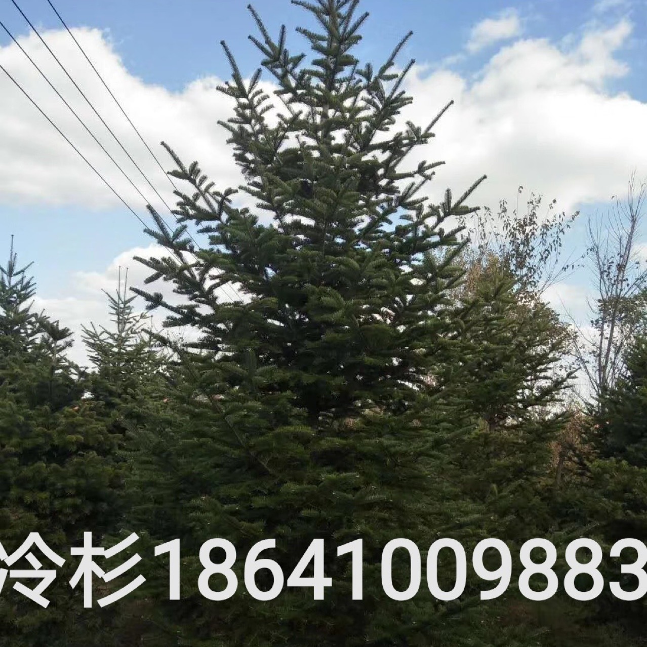 Ель, северо-восточная ель, ландшафтная ель, холодостойкая, вечнозеленая ель на все сезоны