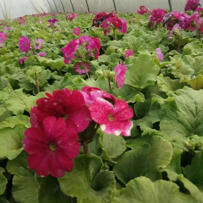 Large-Flowered Primroses, Seasonal Flower Mirror Flower Bed Flower Box Plants, Chengdu Garden Potted Plants, Flower Border Ground Cover Plants