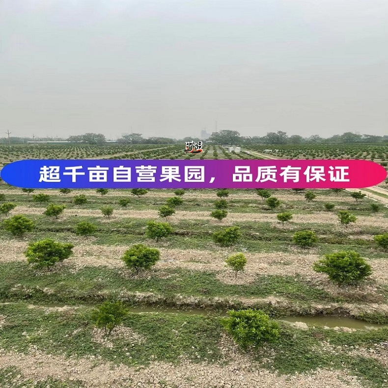 Free Shipping 25-Year-Old Xinhui Meijiang Erhongpi Mint-Scented High-Quality Tea Branches, Natural Sun-Dried Oil Room-Bursting Aroma